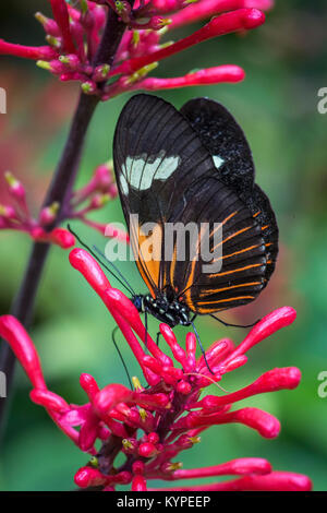In der Nähe von Orange Schwarz und Weiß Heliconius Erato notabilis Butterfly allgemein bekannt als kleinen Briefträger Schmetterling, die rote Passionsblume, Schmetterling, Stockfoto