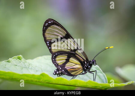 In der Nähe von Glasswing Schmetterling, Greta oto Stockfoto