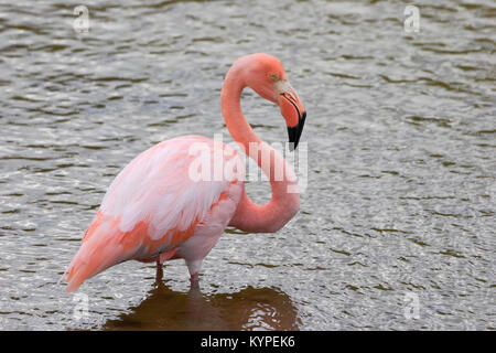 Mehr Flamingo (Phoenicopterus ruber ruber) waten in Wasser, Punta Moreno, Isabela, Galapagos Inseln Stockfoto