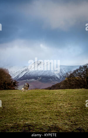 Schafe fressen Gras auf der grünen Wiese, Berge im Hintergrund, Lake District, Cumbria, Derwent Water Stockfoto