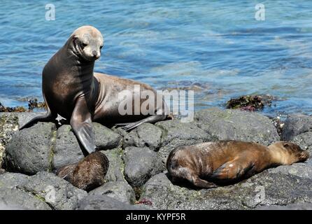 Ein Sea Lion liegt an der felsigen Küste der Galapagos Inseln. Eguador Stockfoto