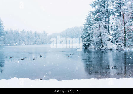 Winterlandschaft von Enten und ein halb zugefrorenen See. Stockfoto