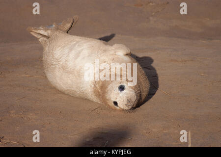 Jungrobben niedliche pelzige Baby Tier (graue Dichtungen) an Donna Nook Lincolnshire coast November 2017 Stockfoto