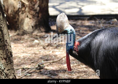 Australische Southern Cassowary Profil Foto Stockfoto