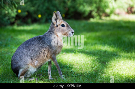 Patagonian Mara (Dolichotis patagonum) ist eine relativ große Nager in der Mara Gattung (Dolichotis). Es wird auch als die patagonischen Cavia bekannt, Patagonien Stockfoto