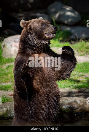 Braunbär (Ursus arctos) ist die am weitesten verbreitet und ist in weiten Teilen der nördlichen Eurasien und Nordamerika gefunden. Stockfoto