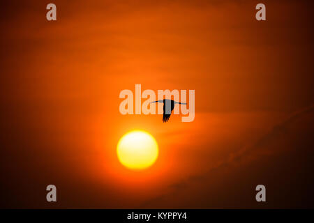 Oriental darter Flying in Richtung Sonnenuntergang am Punchakkari, Thiruvananthapuram, Kerala Stockfoto