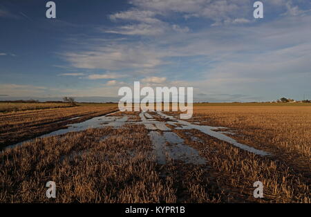 Blick über feuchtes Stroh Feld Hempstead, Lessingham, Norfolk Dezember Stockfoto