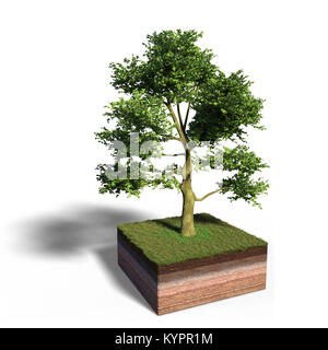 Modell der einen Querschnitt der Boden mit Esche baum Baum und Gras auf der Oberfläche (3D-Darstellung mit Schatten auf weißem Hintergrund) Stockfoto