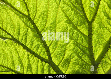 Gunnera Blatt mit Hintergrundbeleuchtung full frame Hintergrund Textur Nahaufnahme Stockfoto