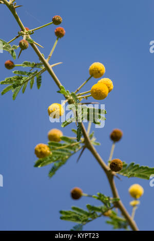 Acacia nilotica, Vachellia Nilotica oder Gummi arabicum Baum Detail der Blätter und Gelbe runde Blumen, Kenia, Ostafrika Stockfoto