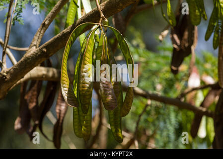 Samenkapseln von einer Akazie oder Vachellia Baum, Kenia, Ostafrika Stockfoto