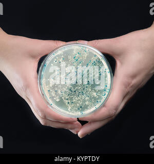 Hände halten Agarplatte mit Bakterienkolonien für Plasmid Vektor klonen Stockfoto