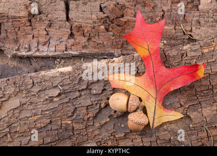 Bunte eiche Blätter und Eicheln auf einem alten Holz Hintergrund Stockfoto