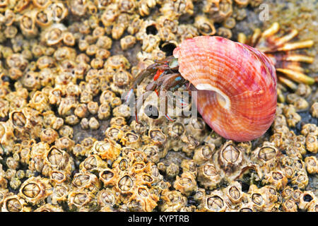 Krebs Einsiedler auf Stones während ein Abfluss. Close Up, selektiver Fokus Stockfoto