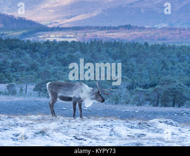 Single Rentier im Cairngorms gegen Wald und die fernen Hügel Stockfoto