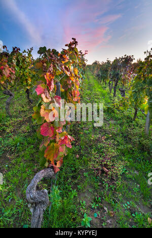 SAINT EMILION MERLOT WEINGUT HERBST Sonnenuntergang über Weinberg von Château Troplong Mondot Gironde, Frankreich. St-Émilion Bordeaux Stockfoto