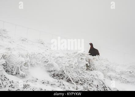 - Moorschneehuhn Lagopus lagopus Scotica im Winter schnee Stockfoto