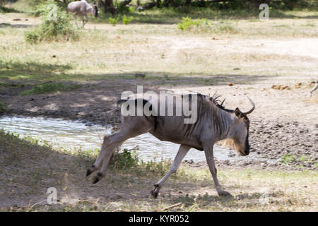 Die streifengnu (connochaetes Taurinus), auch genannt die gemeinsame Gnus, Weiß-bärtigen Gnus oder gestromt Gnu, ist ein großes, Antilopen und eine Stockfoto