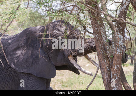 Afrikanische Elefanten, der Gattung Loxodonta im Tarangire Nationalpark, Tansania Stockfoto