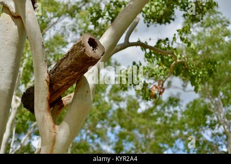 Verschachtelung zu Gum Trees log an der James Cook University, Townsville, Queensland, Australien befestigt Stockfoto