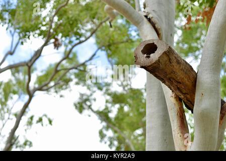 Verschachtelung zu Gum Trees log an der James Cook University, Townsville, Queensland, Australien befestigt Stockfoto