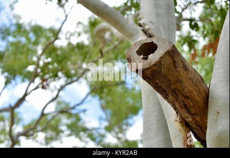 Verschachtelung zu Gum Trees log an der James Cook University, Townsville, Queensland, Australien befestigt Stockfoto