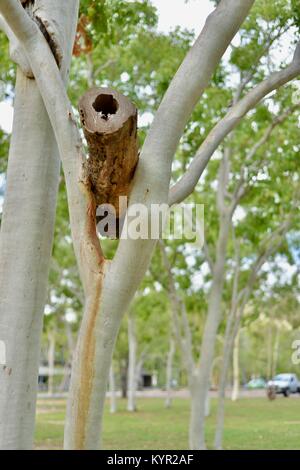 Verschachtelung zu Gum Trees log an der James Cook University, Townsville, Queensland, Australien befestigt Stockfoto