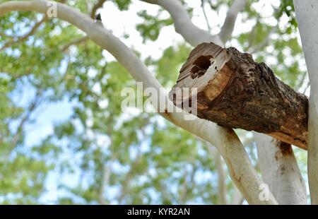 Verschachtelung zu Gum Trees log an der James Cook University, Townsville, Queensland, Australien befestigt Stockfoto
