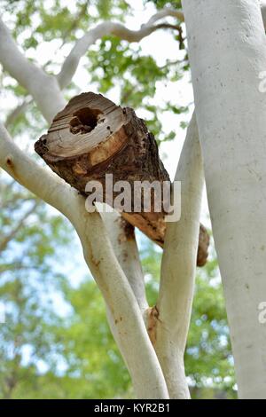 Verschachtelung zu Gum Trees log an der James Cook University, Townsville, Queensland, Australien befestigt Stockfoto