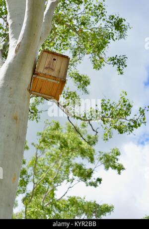 Nistkästen und Lebensräumen zu Gummi Bäume an der James Cook University, Townsville, Queensland, Australien befestigt Stockfoto