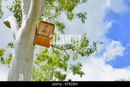 Nistkästen und Lebensräumen zu Gummi Bäume an der James Cook University, Townsville, Queensland, Australien befestigt Stockfoto