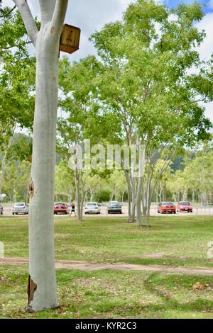 Nistkästen und Lebensräumen zu Gummi Bäume an der James Cook University, Townsville, Queensland, Australien befestigt Stockfoto