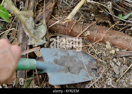 Ernte von frischen organischen Manioka-wurzeln, Townsville, Queensland, Australien Stockfoto