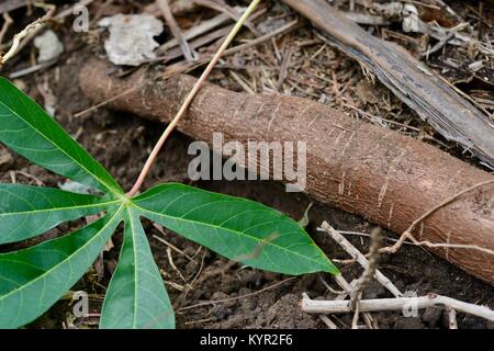 Ernte von frischen organischen Manioka-wurzeln, Townsville, Queensland, Australien Stockfoto