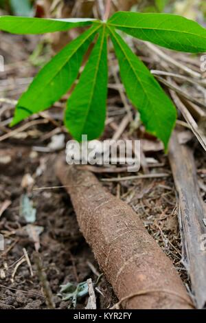 Ernte von frischen organischen Manioka-wurzeln, Townsville, Queensland, Australien Stockfoto