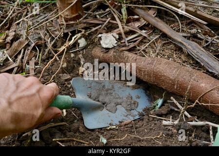 Ernte von frischen organischen Manioka-wurzeln, Townsville, Queensland, Australien Stockfoto