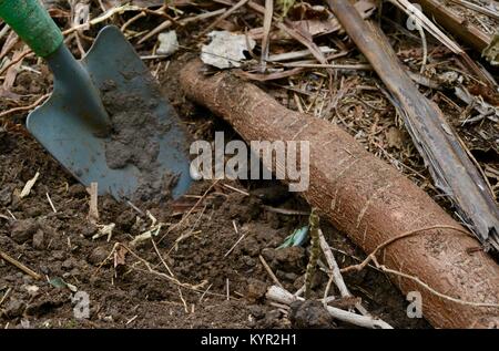 Ernte von frischen organischen Manioka-wurzeln, Townsville, Queensland, Australien Stockfoto