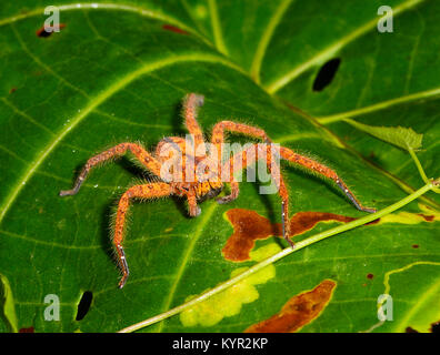 Nahaufnahme eines David Bowie davidbowie Huntsman (Heteropoda) auf Laub, Tabin, Borneo, Sabah, Malaysia Stockfoto