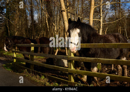 Irische Pferde Gipsy Vanner Irish Cobb Pferde am Holzzaun Stockfoto