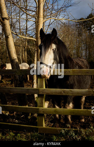 Gibsy Vanner Irish Cobb Horse steht neben einem Zaun. Stockfoto