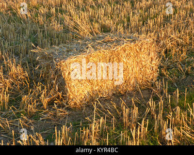 Feld mit rechteckige Strohballen Stockfoto