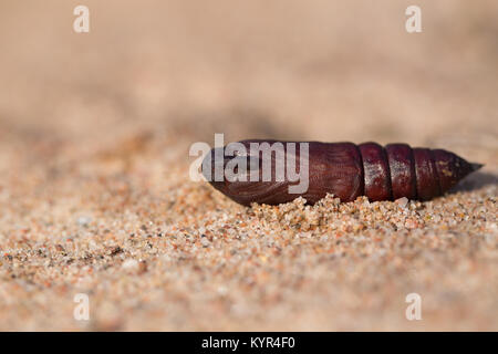 Kiefer Hawk-moth Puppe Stockfoto