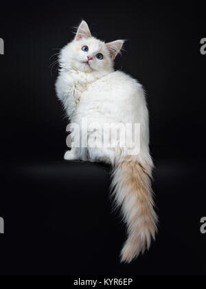 Blue eyed Ragdoll Katzen/Kätzchen saß seitlich auf schwarzen Hintergrund mit der Suche und mit Schwanz hängen von der Kante Stockfoto