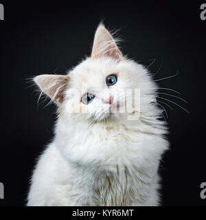 Portrait von Blue eyed Ragdoll Katzen/Kätzchen auf schwarzen Hintergrund auf der Linse mit geneigter Kopf suchen isoliert sitzen Stockfoto