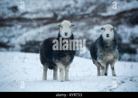 Herdwick-schafe, traditionelle Hill Rasse aus Cumbria, bei Schneewetter, Cumbria, Großbritannien Stockfoto