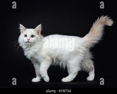 Blue eyed Ragdoll Katzen/Kätzchen gehen auf schwarzen Hintergrund auf der Linse, isoliert Stockfoto