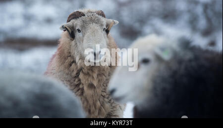 Herdwick-schafe, traditionelle Hill Rasse aus Cumbria, bei Schneewetter, Cumbria, Großbritannien Stockfoto