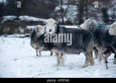 Herdwick-schafe, traditionelle Hill Rasse aus Cumbria, bei Schneewetter, Cumbria, Großbritannien Stockfoto