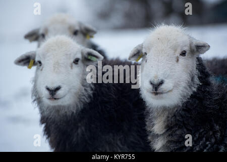 Herdwick-schafe, traditionelle Hill Rasse aus Cumbria, bei Schneewetter, Cumbria, Großbritannien Stockfoto